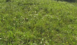 草草草视频在线观看,一窥网络短视频的魅力世界